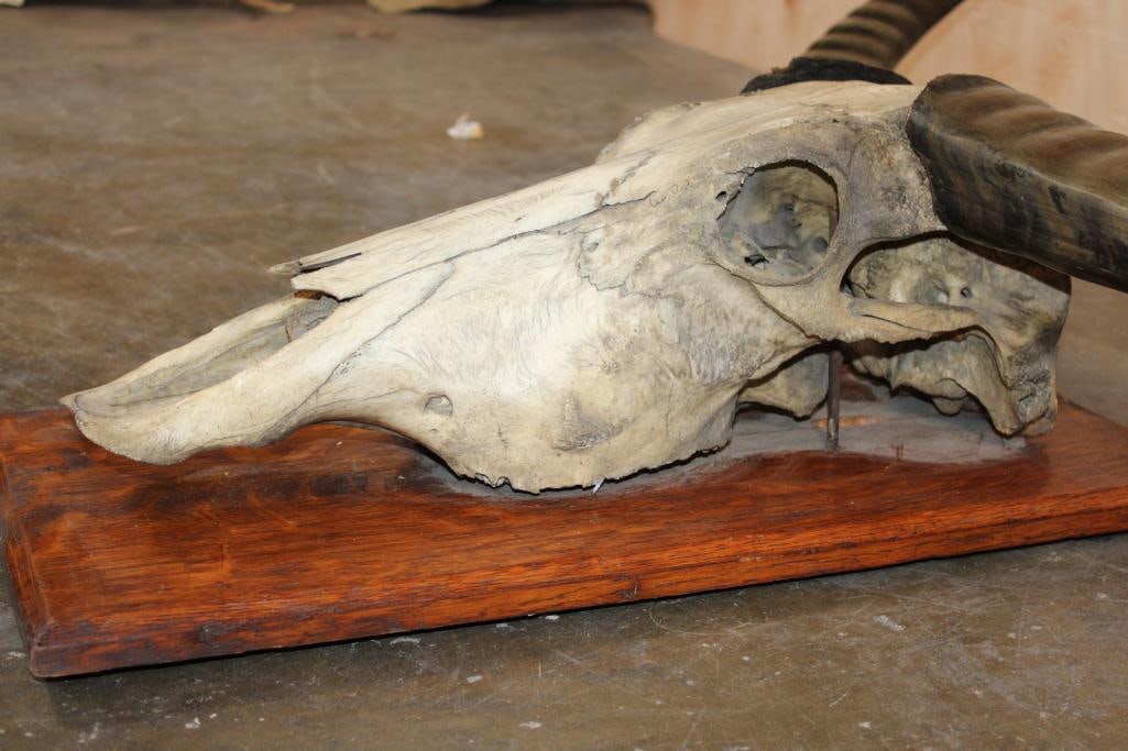 XXL WATER BUFFALO Skull on a Wood Plaque - 7