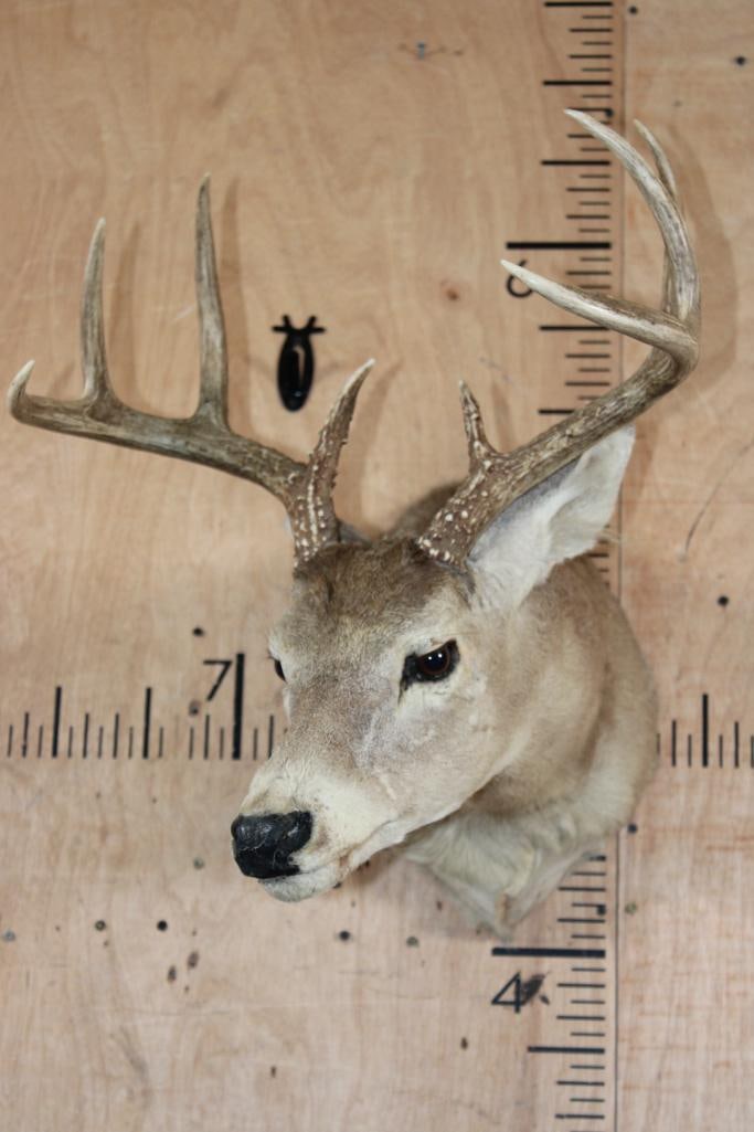 8-Point WHITETAIL DEER Shoulder Mount - 2