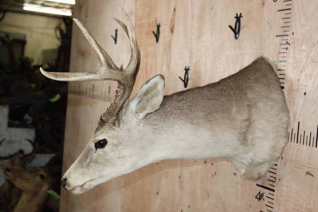 8-Point WHITETAIL DEER Shoulder Mount - 3