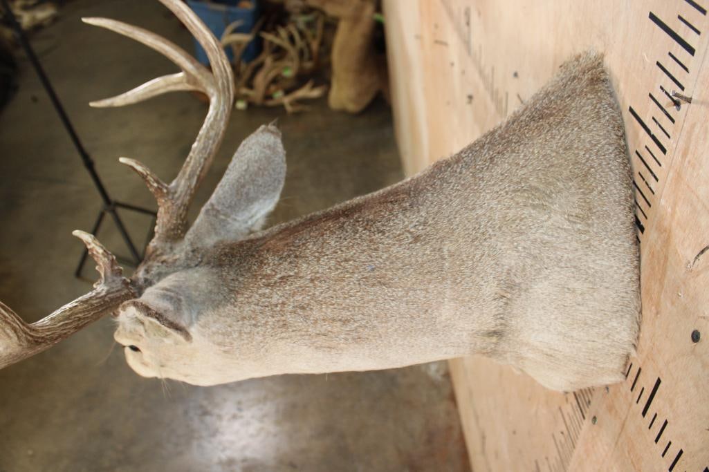 8-Point WHITETAIL DEER Shoulder Mount - 4