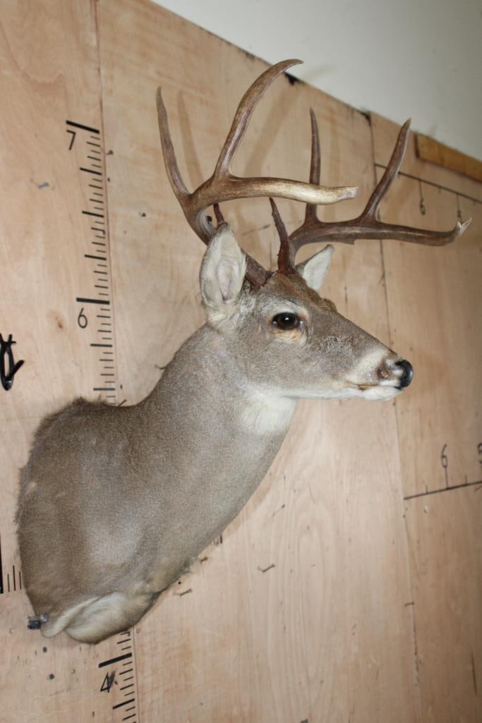 8-Point WHITETAIL DEER Shoulder Mount - 2