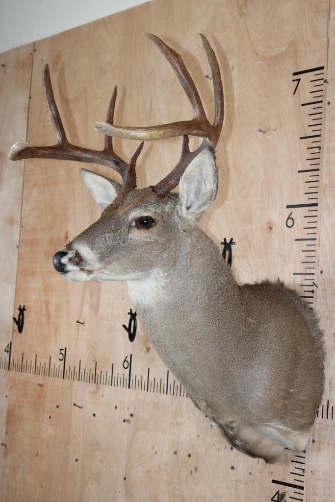 8-Point WHITETAIL DEER Shoulder Mount - 3
