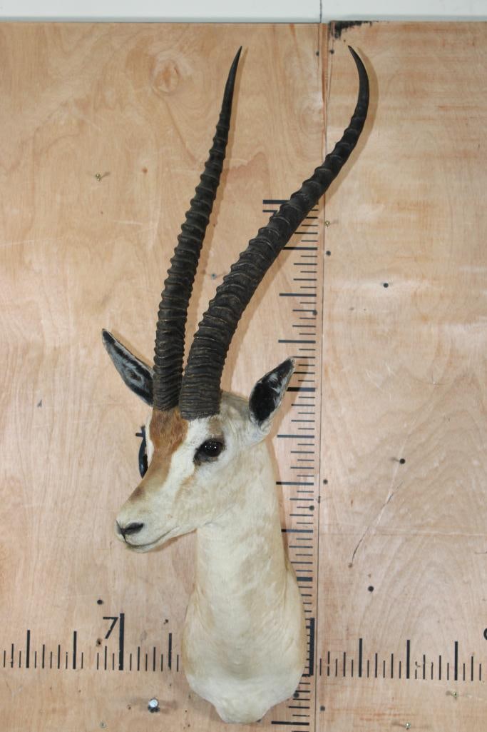 Big GRANT'S GAZELLE Shoulder Mount - 2