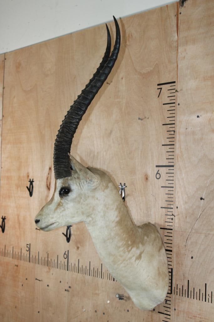 Big GRANT'S GAZELLE Shoulder Mount - 3