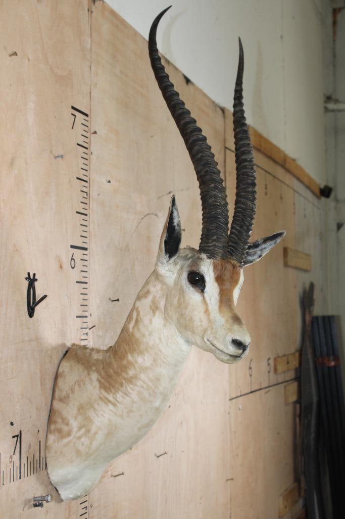 Big GRANT'S GAZELLE Shoulder Mount - 4