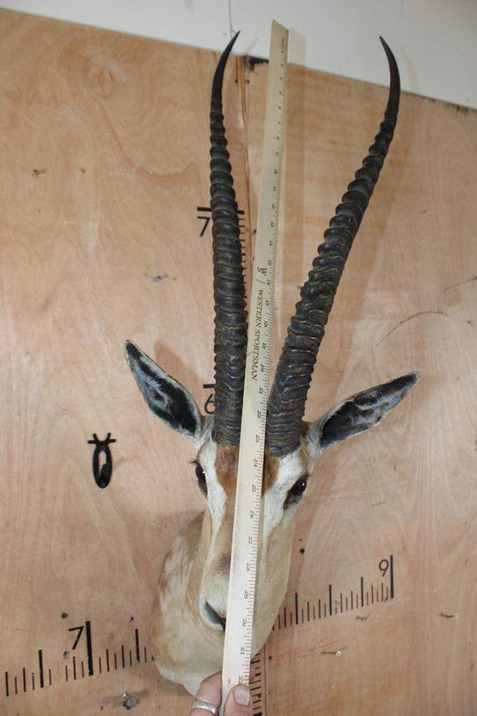 Big GRANT'S GAZELLE Shoulder Mount - 5