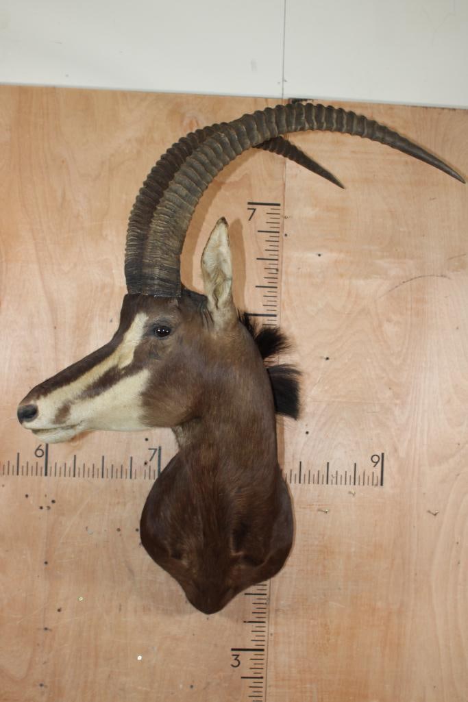 SABLE Shoulder Mount: SABLE Shoulder Mount. The Horns measure 39.75" and 38 7/8" Long and are Removable. This is an older mount in Fair Condition. TAXIDERMY 