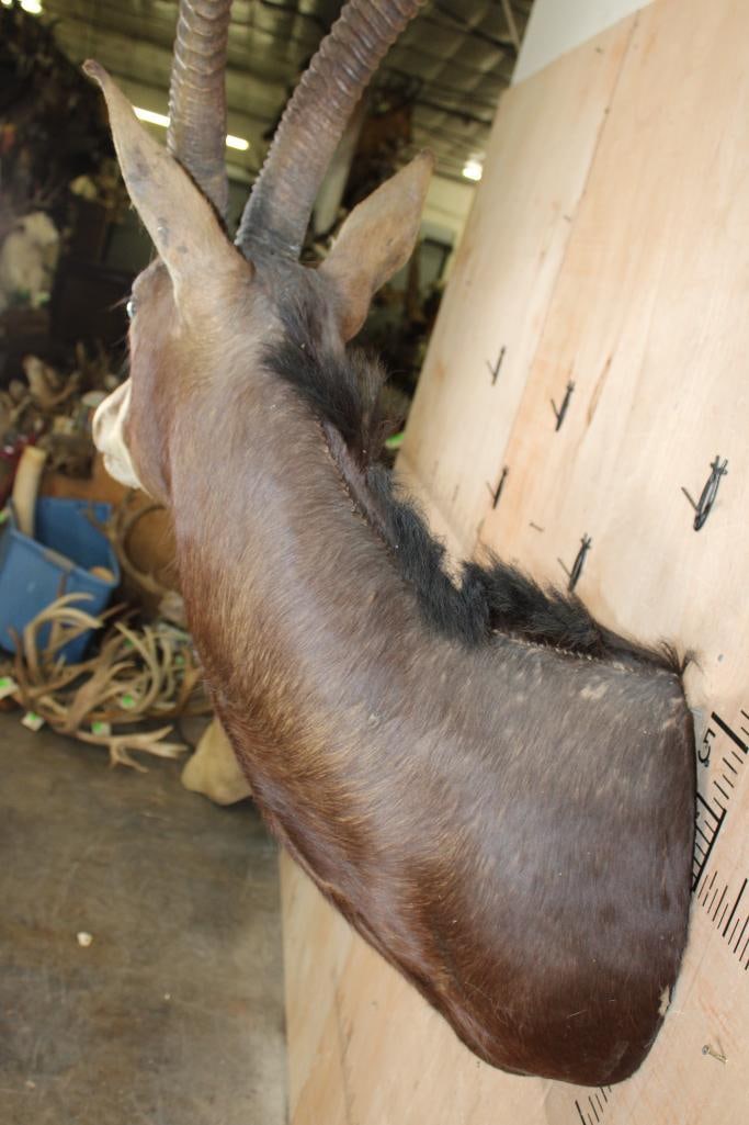 SABLE Shoulder Mount - 4