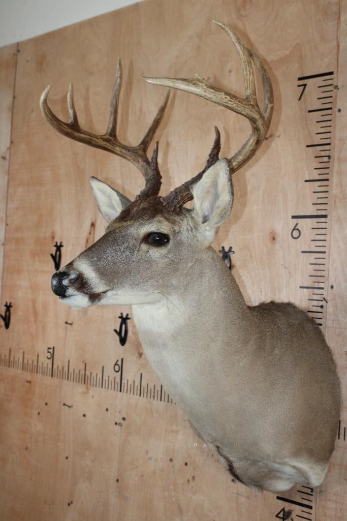 9-Point WHITETAIL DEER Shoulder Mount - 2