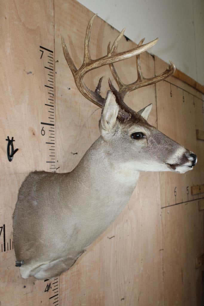 9-Point WHITETAIL DEER Shoulder Mount - 3