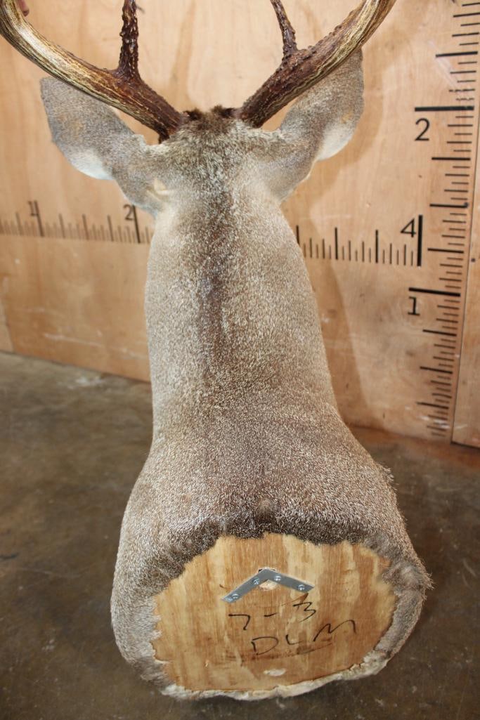 9-Point WHITETAIL DEER Shoulder Mount - 4