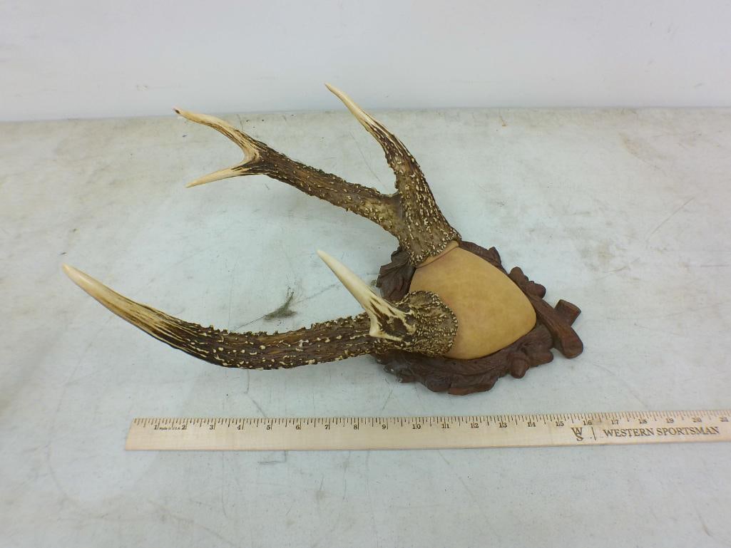(1) Small SAMBAR DEER Antler Rack and (1) CHAMOIS Rack on a Skull Cap, Both on Wood Plaques - 2