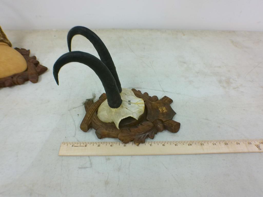 (1) Small SAMBAR DEER Antler Rack and (1) CHAMOIS Rack on a Skull Cap, Both on Wood Plaques - 3