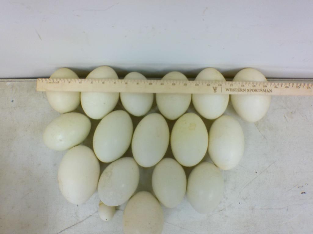 (17) Cleaned RHEA Eggs - 2
