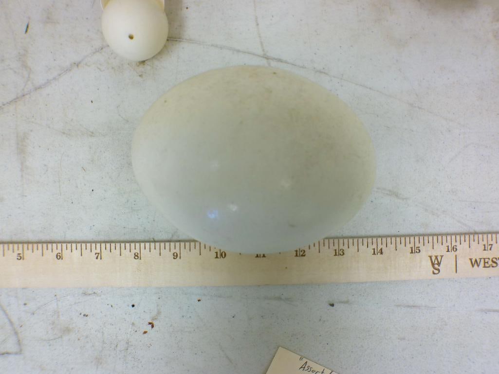 (17) Cleaned RHEA Eggs - 3