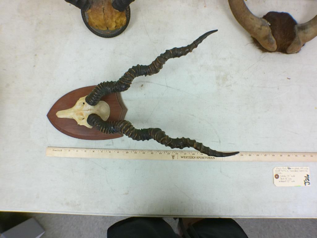 (1) BLACKBUCK Horn Set, (1) BLACK WILDEBEEST Horn Set, and (1) TSESSEBE Horn Set - 2