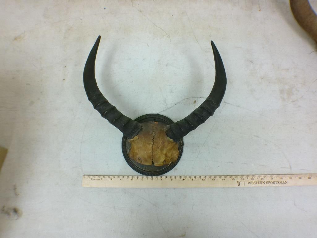 (1) BLACKBUCK Horn Set, (1) BLACK WILDEBEEST Horn Set, and (1) TSESSEBE Horn Set - 3