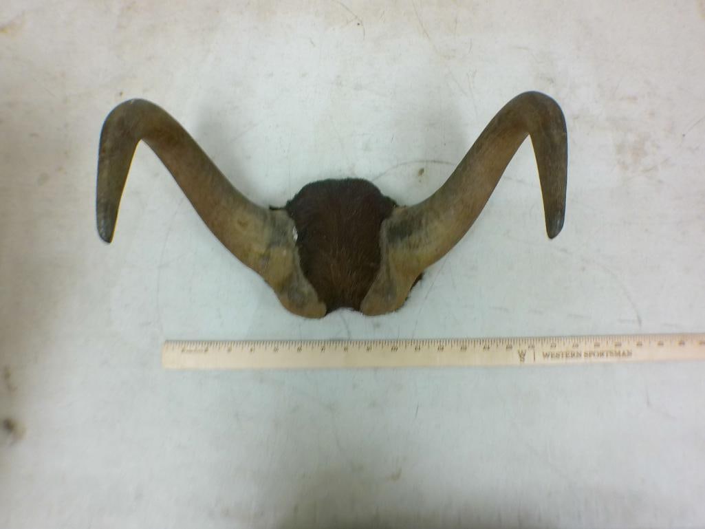 (1) BLACKBUCK Horn Set, (1) BLACK WILDEBEEST Horn Set, and (1) TSESSEBE Horn Set - 4