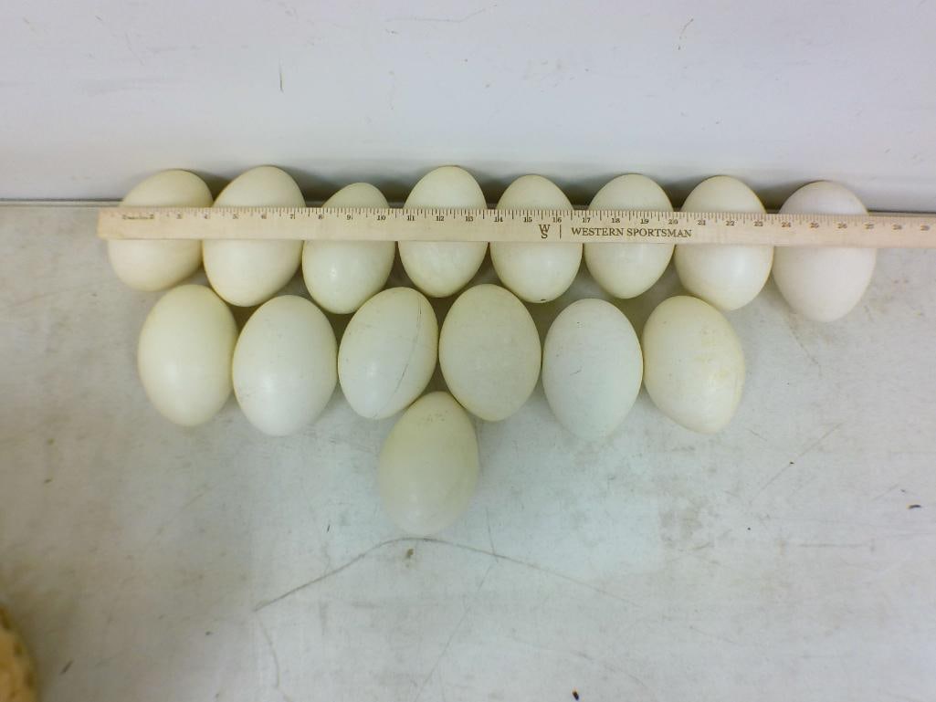 (15) Cleaned RHEA Eggs - 2