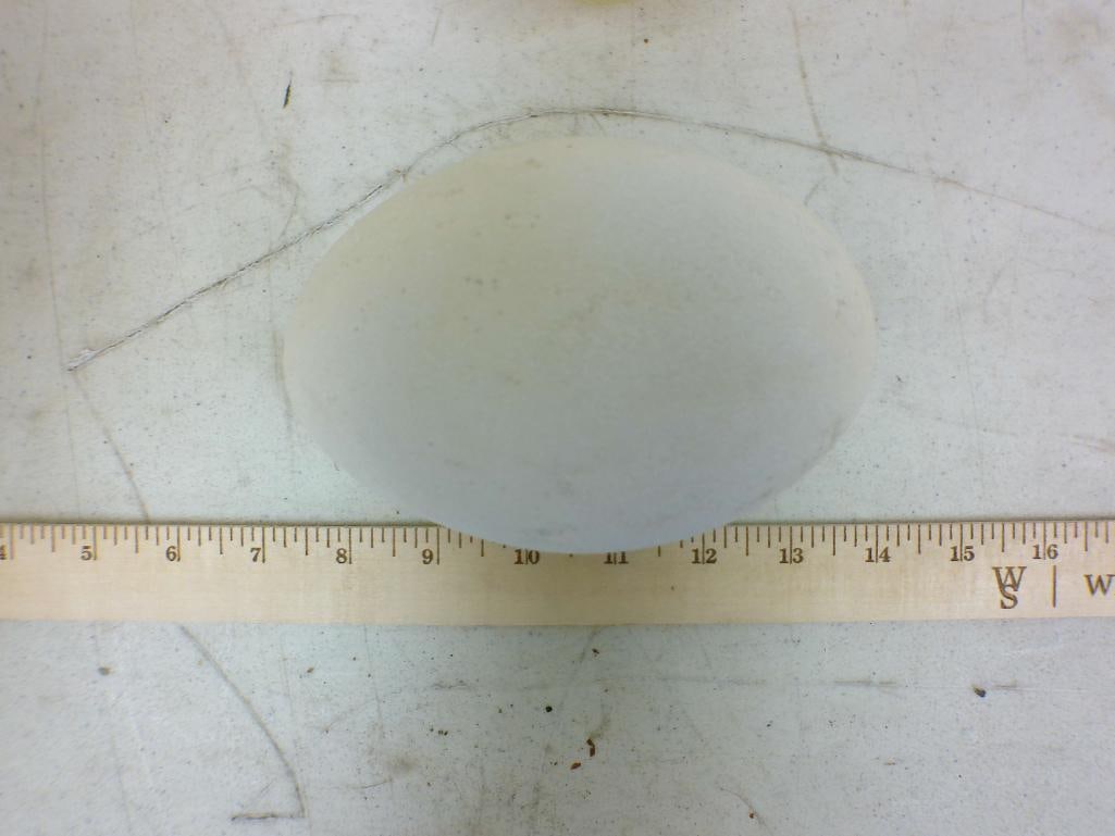 (15) Cleaned RHEA Eggs - 3