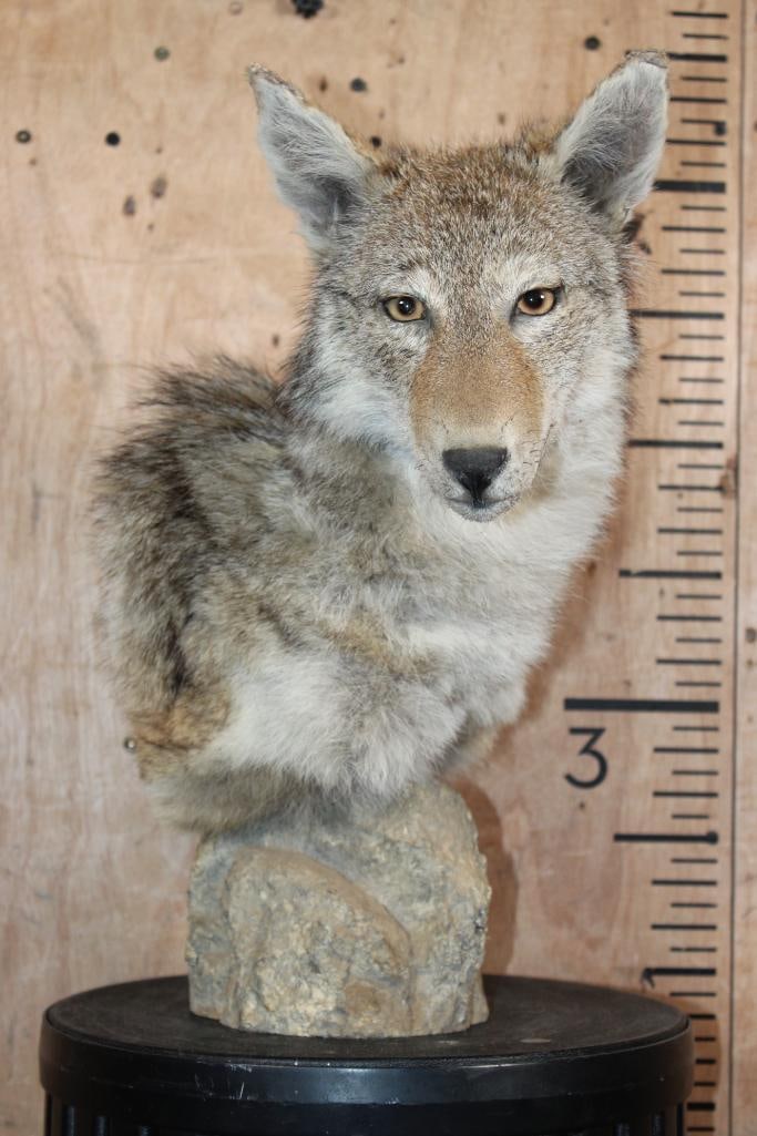 COYOTE Table Pedestal Mount: COYOTE Table Pedestal Mount. It measures 14" Long x 10" Wide x 17" Tall. The Coyote is Removable. It has a minor ear repair, otherwise it is in Good Condition. TAXIDERMY 