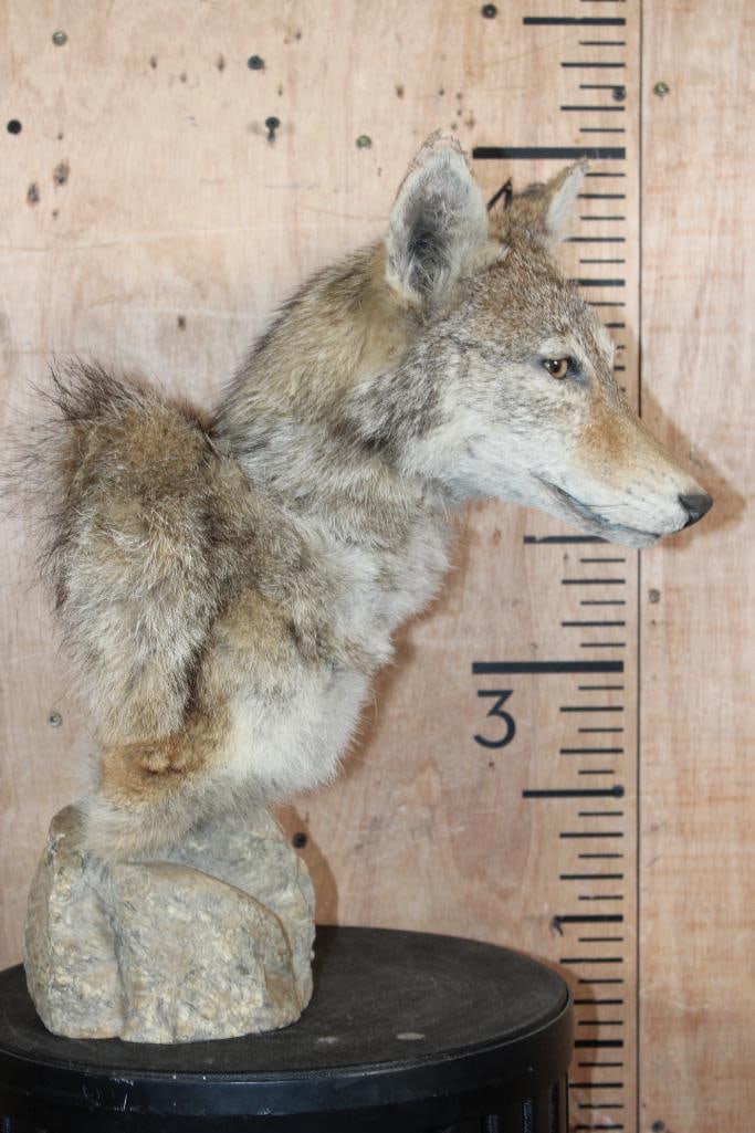 COYOTE Table Pedestal Mount - 2
