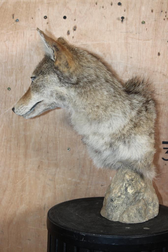 COYOTE Table Pedestal Mount - 3