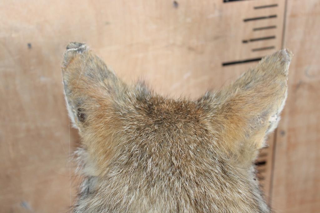 COYOTE Table Pedestal Mount - 5