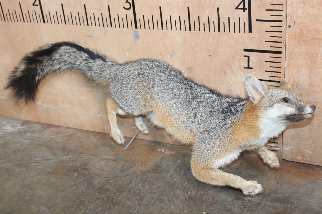 Life-sized GREY FOX on Wires (No Base): Playful Life-sized GREY FOX on Wires (No Base). It measures 28" Long x 11" Wide x 12" Tall. There is minor damage to the right ear, otherwise it is in Good Condition. TAXIDERMY 