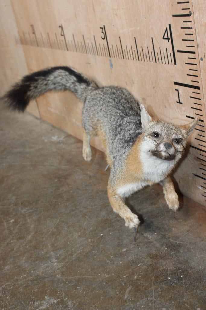 Life-sized GREY FOX on Wires (No Base) - 2