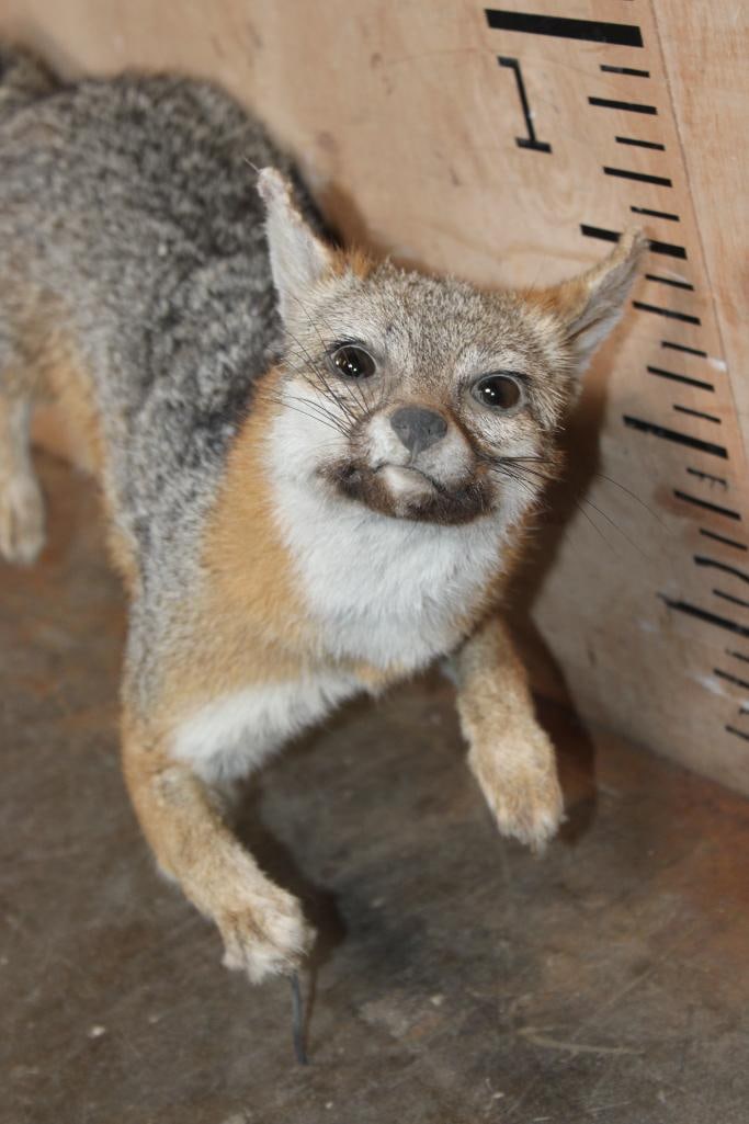Life-sized GREY FOX on Wires (No Base) - 3