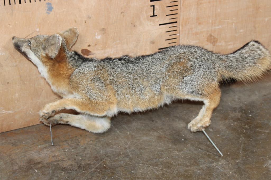Life-sized GREY FOX on Wires (No Base) - 5