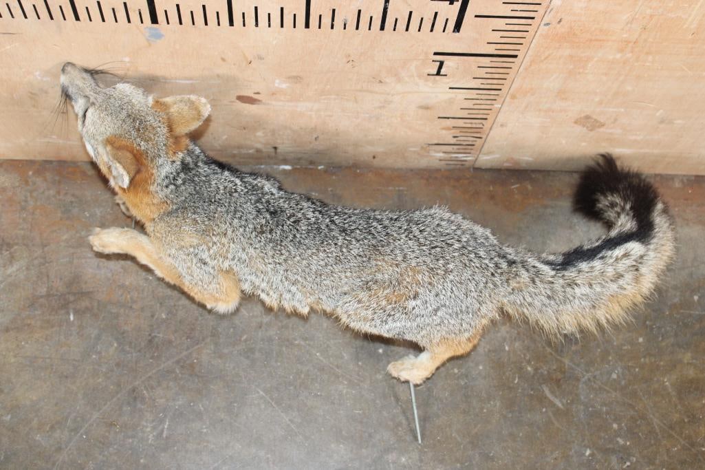 Life-sized GREY FOX on Wires (No Base) - 6