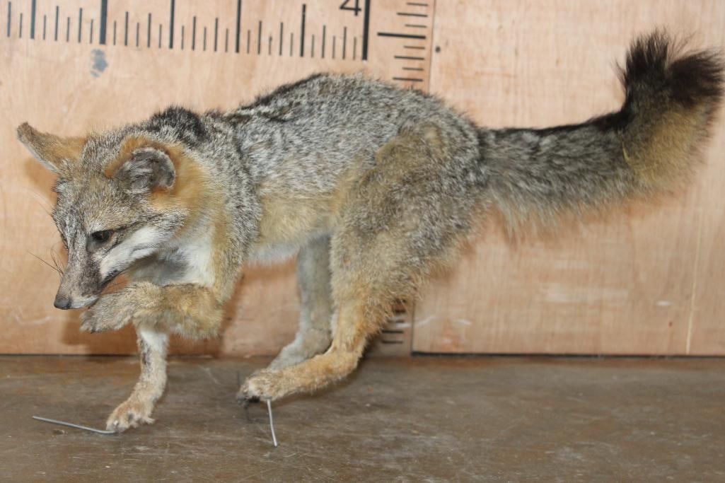 Life-sized GREY FOX on Wires (No Base): Playful Life-sized GREY FOX on Wires (No Base). It measures 27" Long x 11" Wide x 14" Tall. It is in Good Condition. TAXIDERMY 