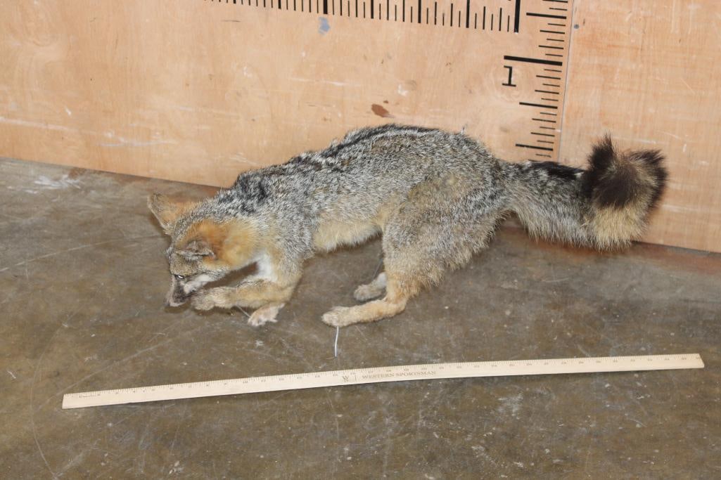 Life-sized GREY FOX on Wires (No Base) - 2