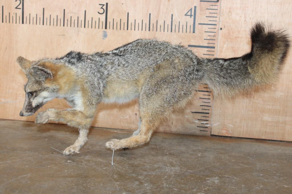 Life-sized GREY FOX on Wires (No Base) - 3