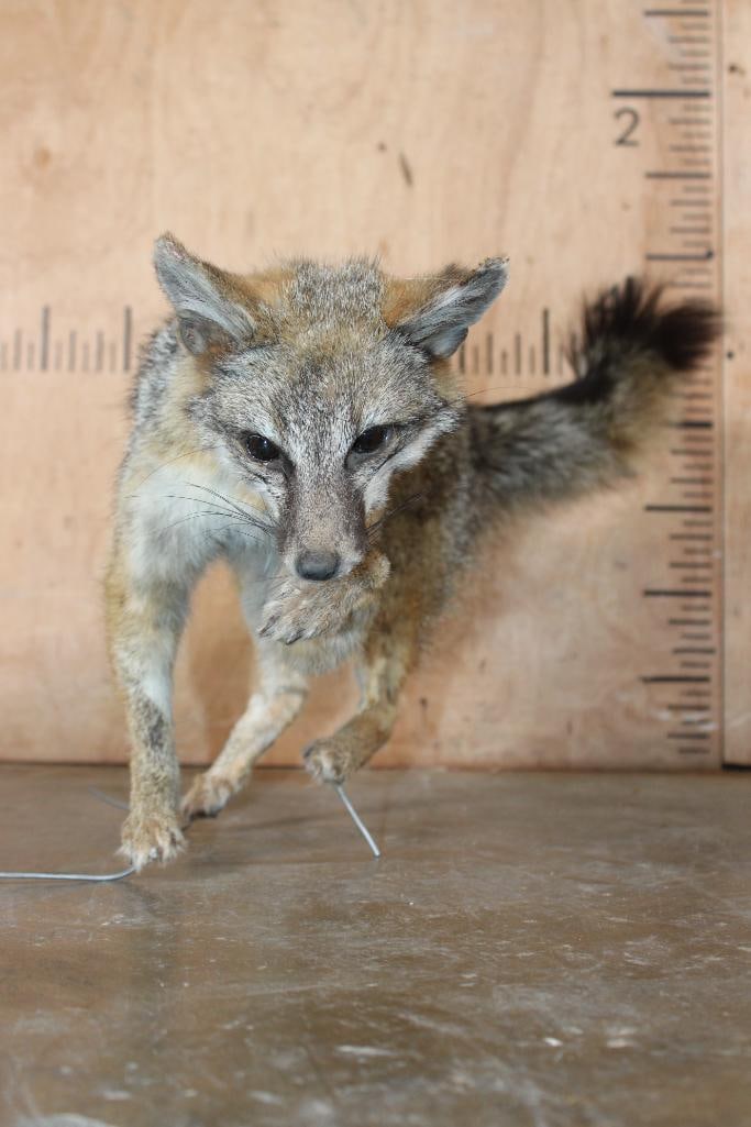 Life-sized GREY FOX on Wires (No Base) - 4