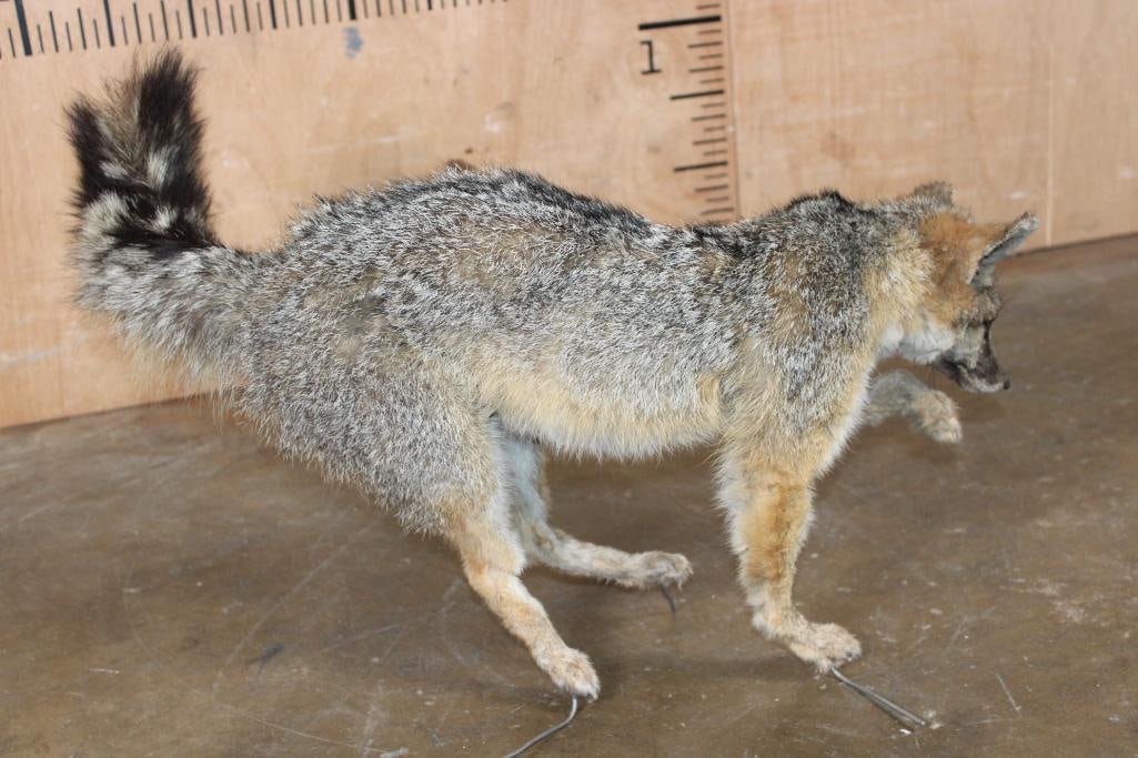 Life-sized GREY FOX on Wires (No Base) - 5