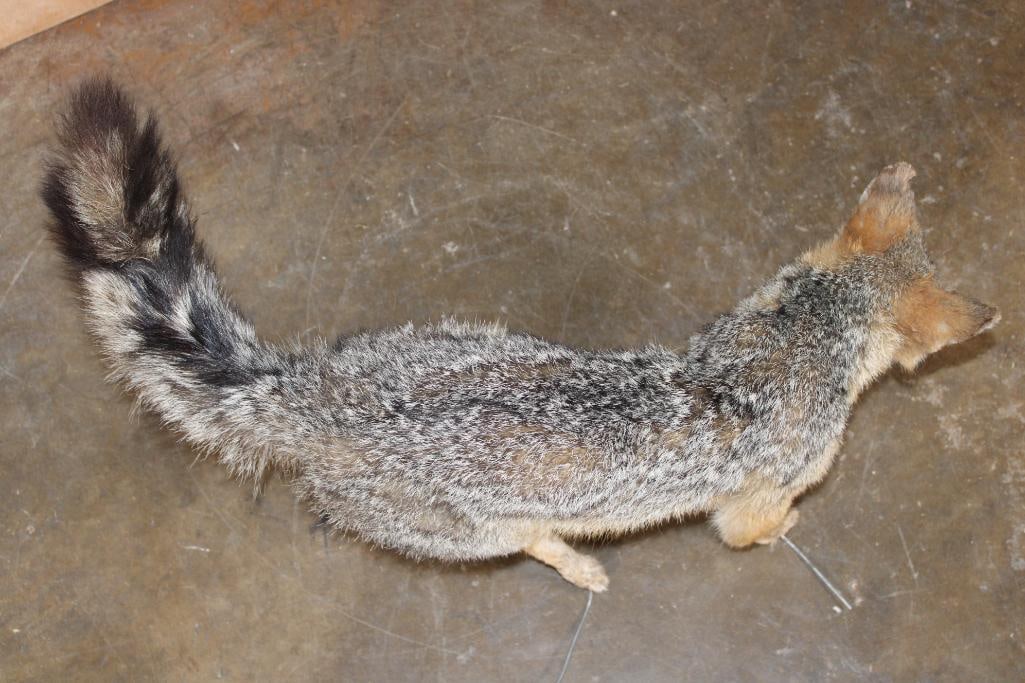 Life-sized GREY FOX on Wires (No Base) - 6