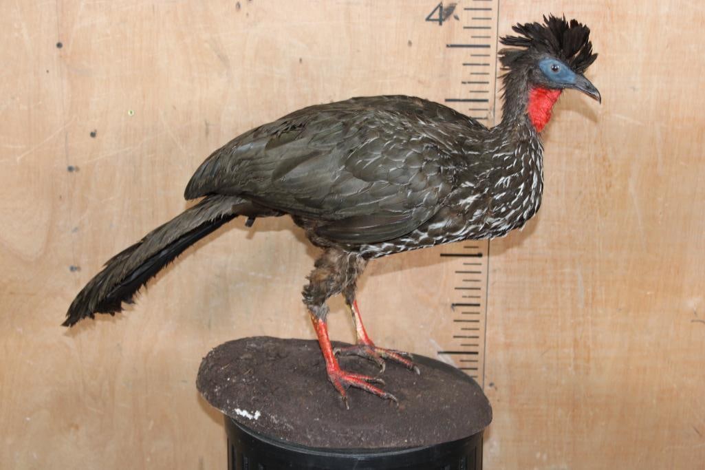 CRESTED GUAN on a Natural Base: Beautiful Very Nice and Clean Life-sized CRESTED GUAN on a Natural Base. It measures 27" Long x 10" Wide x 19" Tall and is in Very Good Condition. TAXIDERMY BIRDS 