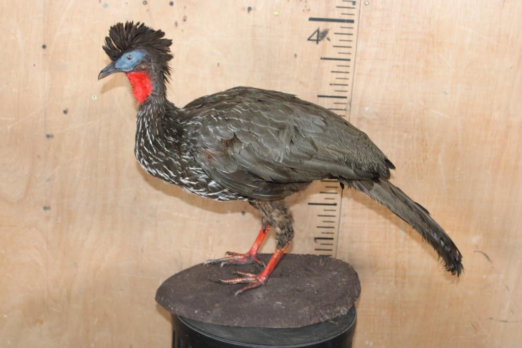 CRESTED GUAN on a Natural Base - 2