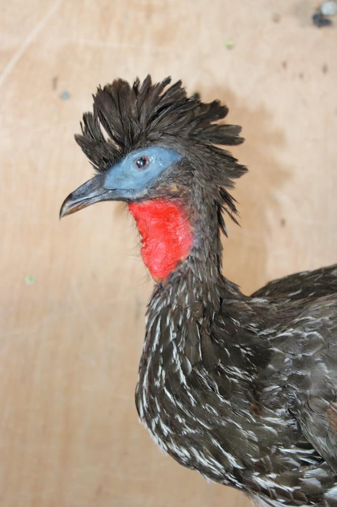 CRESTED GUAN on a Natural Base - 3