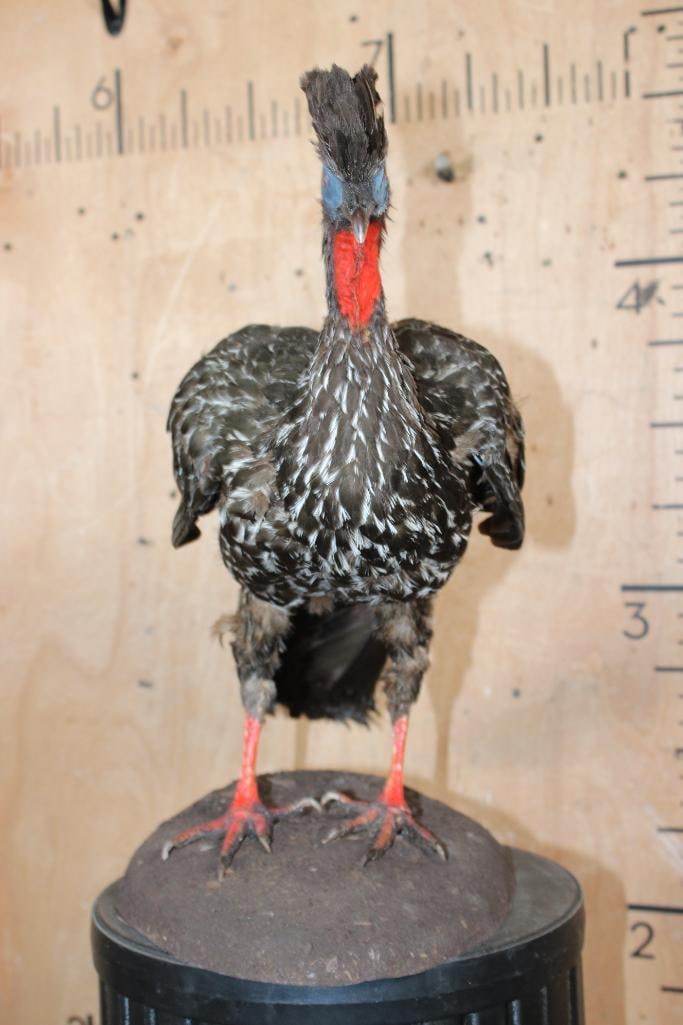 CRESTED GUAN on a Natural Base - 4