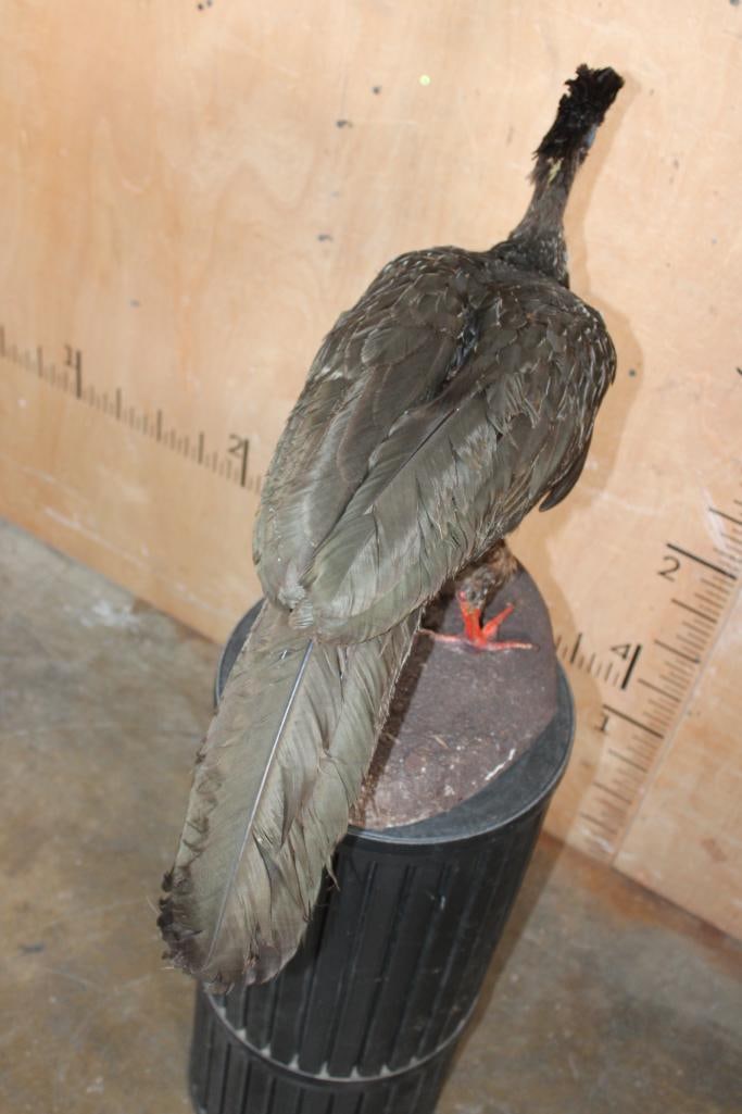 CRESTED GUAN on a Natural Base - 5