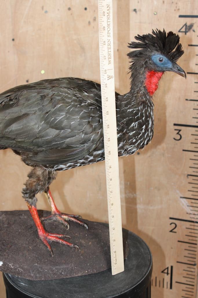 CRESTED GUAN on a Natural Base - 6