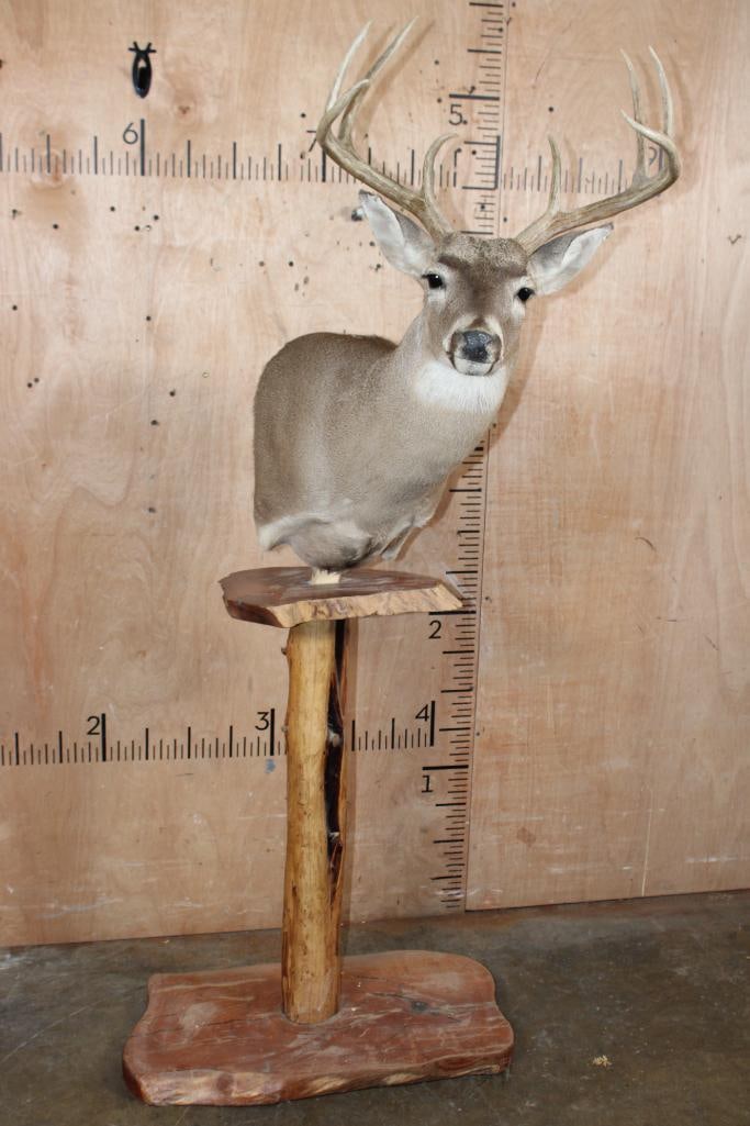 18-Point WHITETAIL DEER Pedestal Mount: 18-Point WHITETAIL DEER Pedestal Mount. It has a 17 7/8" Spread and has a rectangle receiver on the back for another pedestal mount. It is an older mount, a little dusty but in Good Condition.