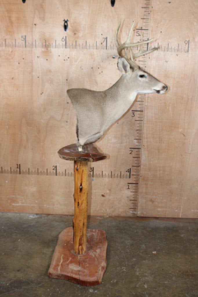 18-Point WHITETAIL DEER Pedestal Mount - 2