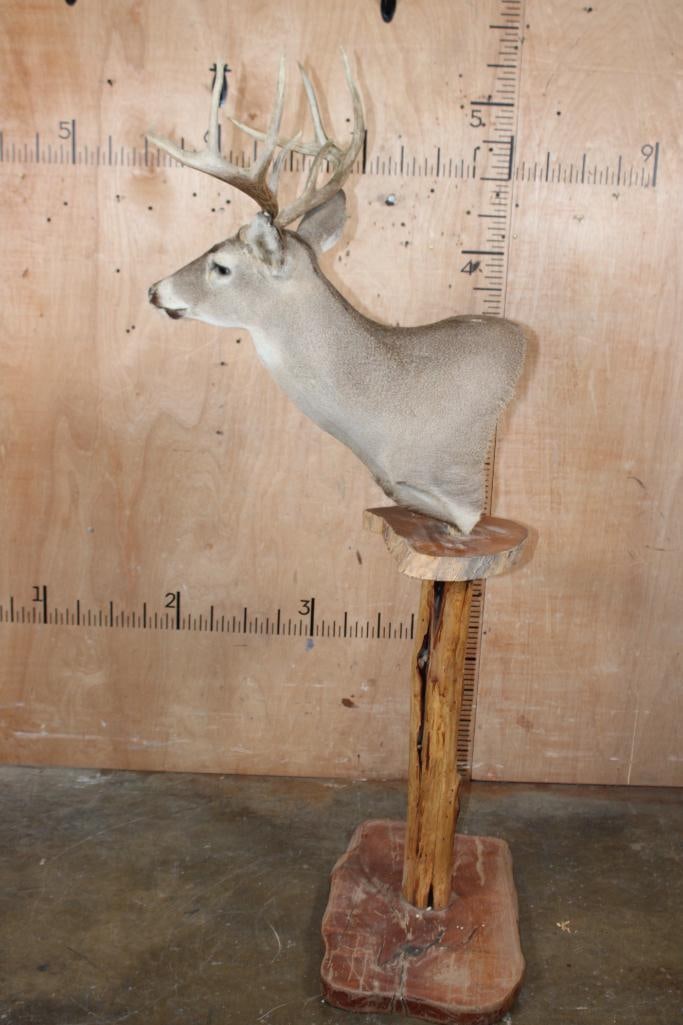 18-Point WHITETAIL DEER Pedestal Mount - 3