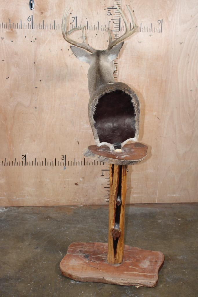 18-Point WHITETAIL DEER Pedestal Mount - 4