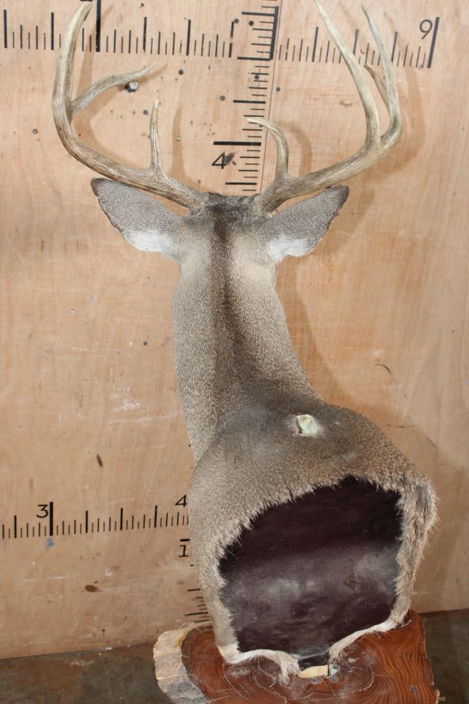 18-Point WHITETAIL DEER Pedestal Mount - 5